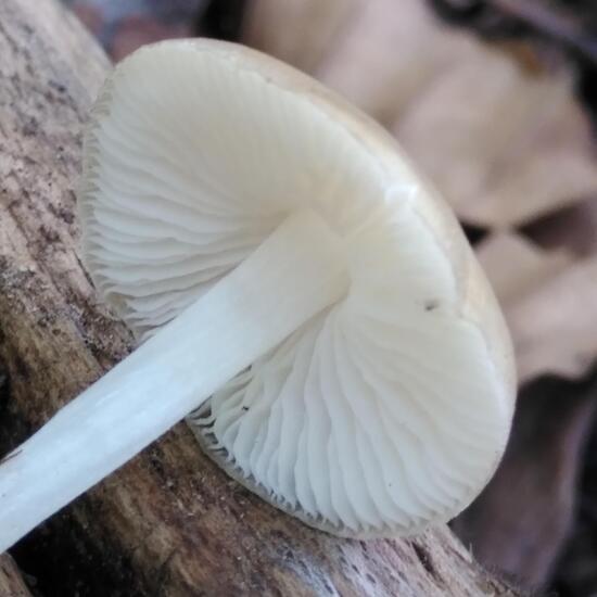 Pluteus plautus: Mushroom in habitat Temperate forest in the NatureSpots App