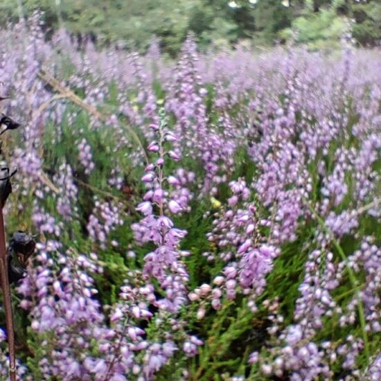 Besenheide: Pflanze im Habitat Wald der gemäßigten Breiten in der NatureSpots App