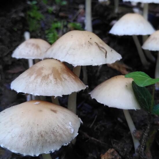 Psathyrella candolleana: Mushroom in habitat Temperate forest in the NatureSpots App