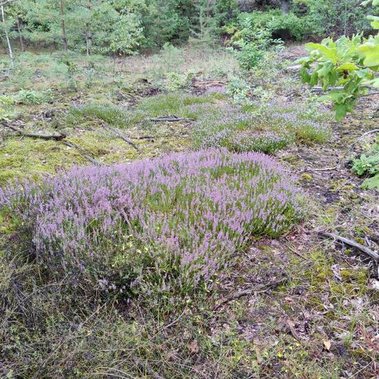 Besenheide: Pflanze im Habitat Wald der gemäßigten Breiten in der NatureSpots App