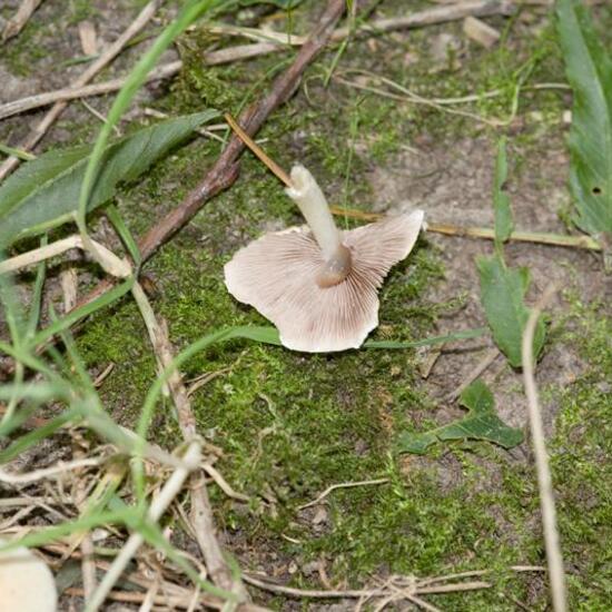 Psathyrella candolleana: Mushroom in habitat City or Urban habitat in the NatureSpots App