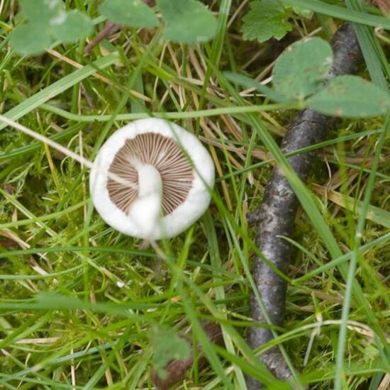 Inocybe geophylla: Mushroom in habitat Commerce or Industrial in the NatureSpots App