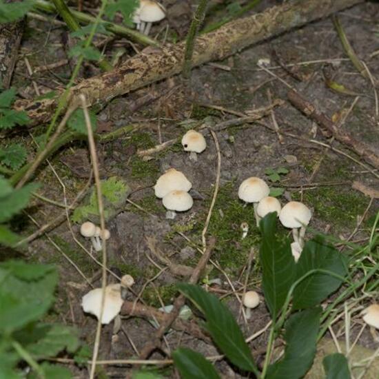 Psathyrella candolleana: Mushroom in habitat City or Urban habitat in the NatureSpots App