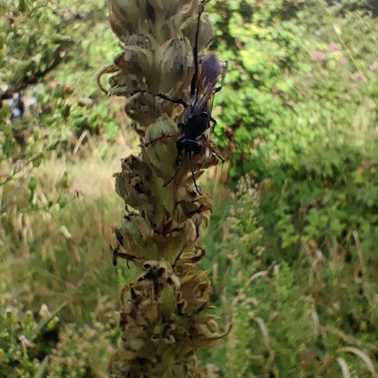 Wegwespen: Tier im Habitat Garten in der NatureSpots App