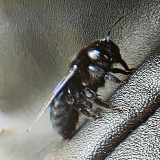 Xylocopa violacea: Tier im Habitat Ackerrandstreifen in der NatureSpots App