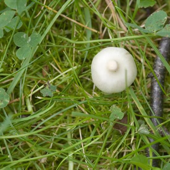 Erdblättriger Risspilz: Pilz im Habitat Industrie in der NatureSpots App