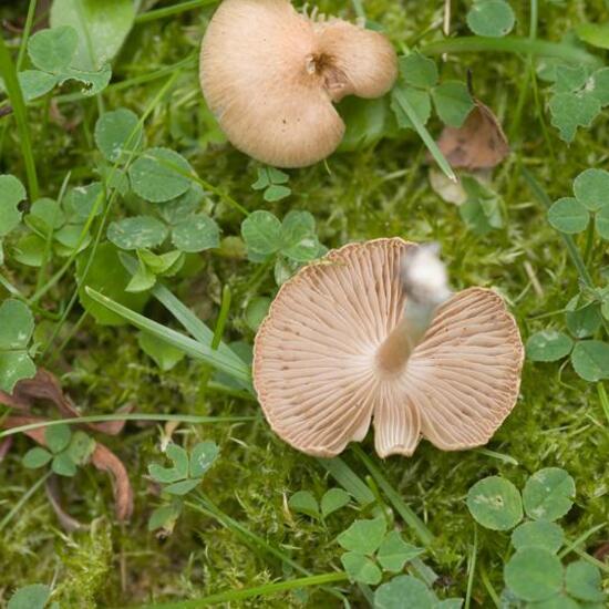 Eine unbekannte Art: Pilz im Habitat Industrie in der NatureSpots App