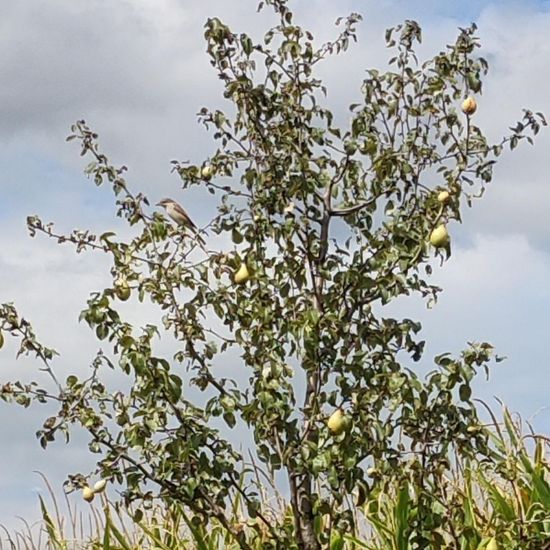 Neuntöter: Tier im Habitat Ackerrandstreifen in der NatureSpots App