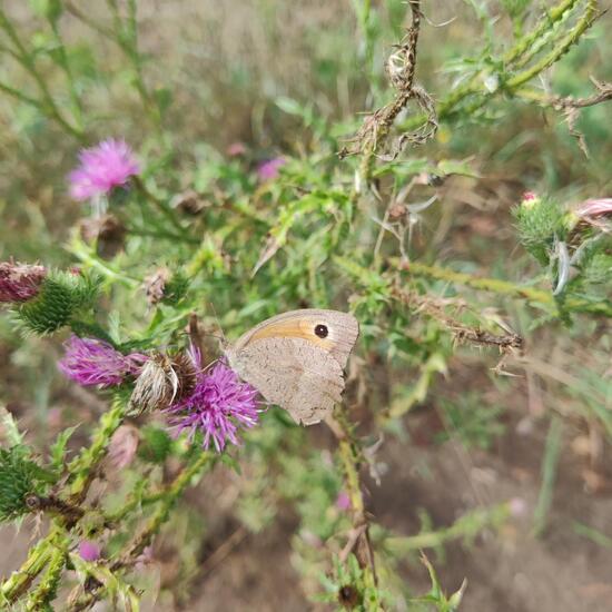 Großes Ochsenauge: Tier im Habitat Ackerrandstreifen in der NatureSpots App