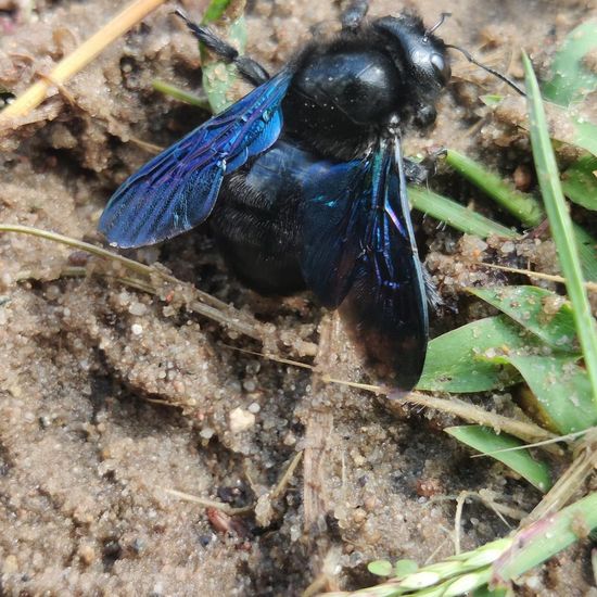 Xylocopa violacea: Animal in habitat Buffer strip in the NatureSpots App