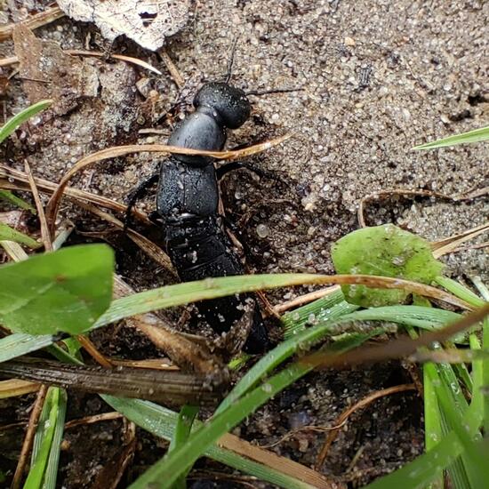 Devil's coach horse beetle: Animal in habitat Buffer strip in the NatureSpots App