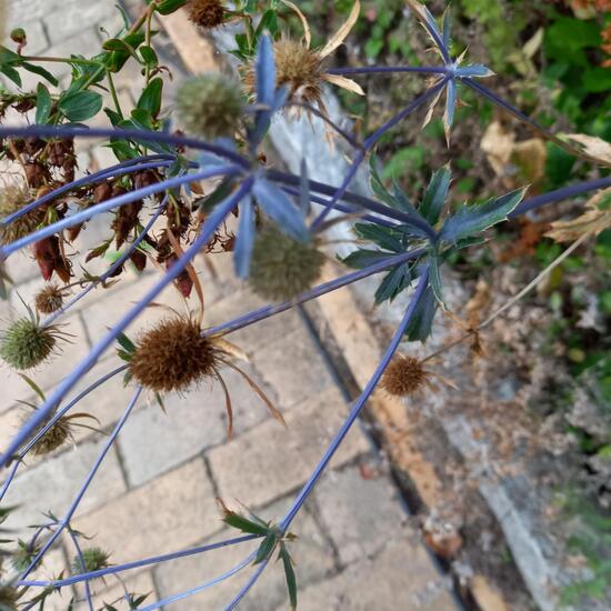 Eryngium planum: Plant in habitat Backyard in the NatureSpots App