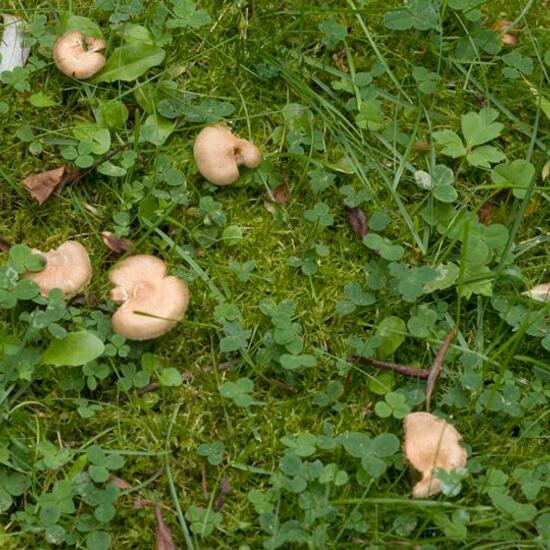 Eine unbekannte Art: Pilz im Habitat Industrie in der NatureSpots App