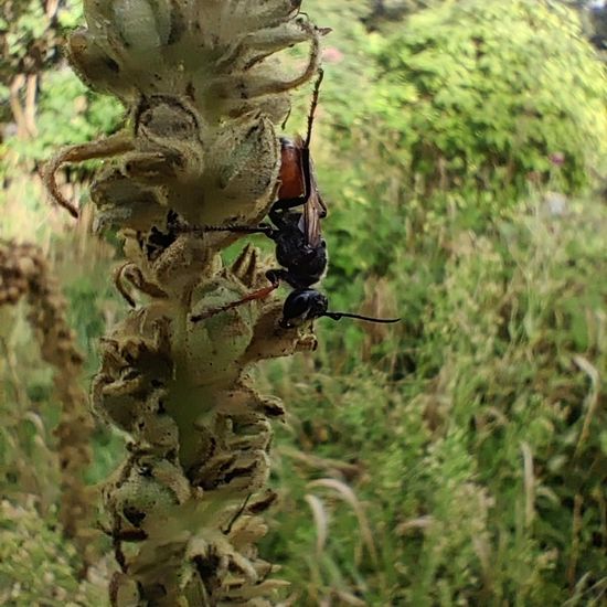 Wegwespen: Tier im Habitat Garten in der NatureSpots App