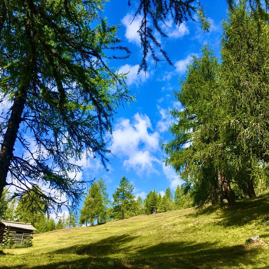 Europäische Lärche: Pflanze im Habitat Borealer Nadelwald in der NatureSpots App