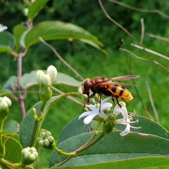 andere Art: Tier im Habitat Garten in der NatureSpots App