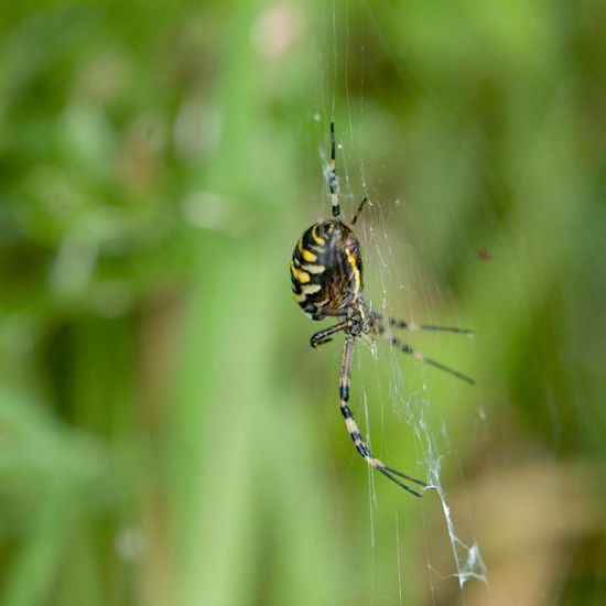 Wespenspinne: Tier im Habitat Ackerrandstreifen in der NatureSpots App