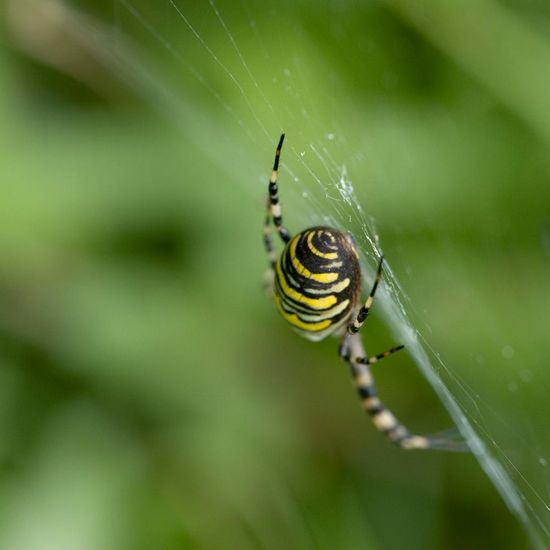 Argiope bruennichi: Animal in habitat Buffer strip in the NatureSpots App