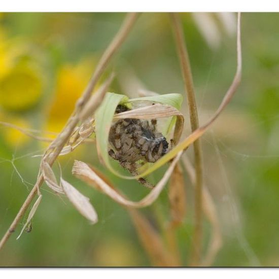 Araneus quadratus: Animal in habitat Semi-natural grassland in the NatureSpots App