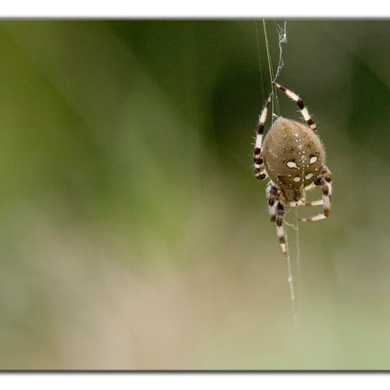 Araneus quadratus: Animal in habitat Semi-natural grassland in the NatureSpots App