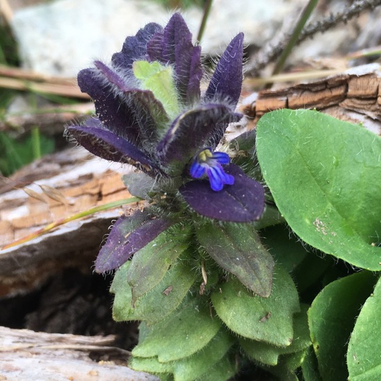 Ajuga pyramidalis: Plant in habitat Temperate forest in the NatureSpots App