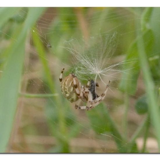 Araneus quadratus: Animal in habitat Semi-natural grassland in the NatureSpots App