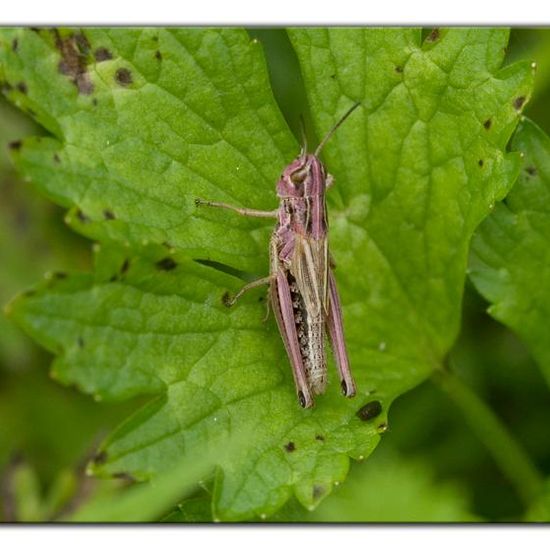 Pseudochorthippus parallelus: Tier im Habitat Wald in der NatureSpots App