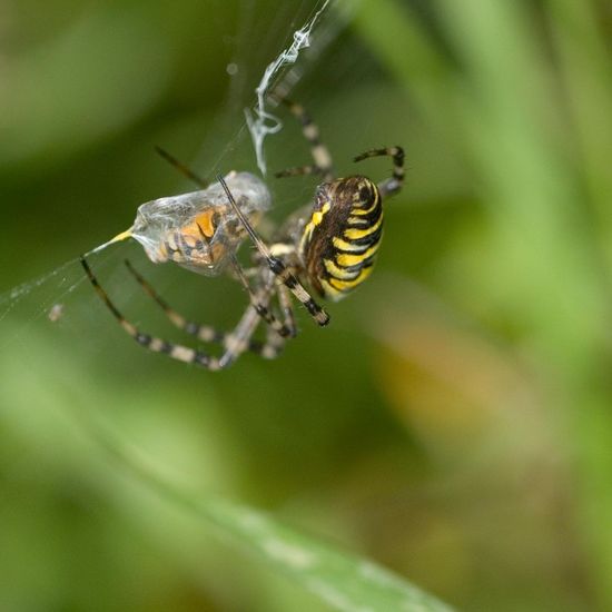 Wespenspinne: Tier im Habitat Ackerrandstreifen in der NatureSpots App