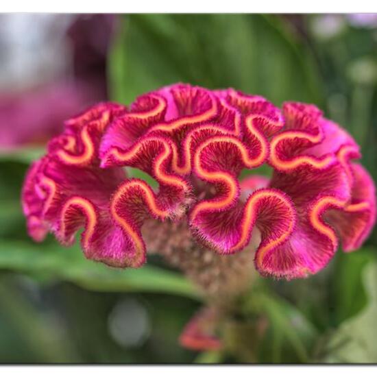 Celosia cristata: Plant in habitat Living space or Indoor in the NatureSpots App