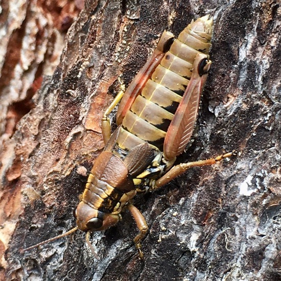 Heuschrecken: Tier im Habitat Borealer Nadelwald in der NatureSpots App