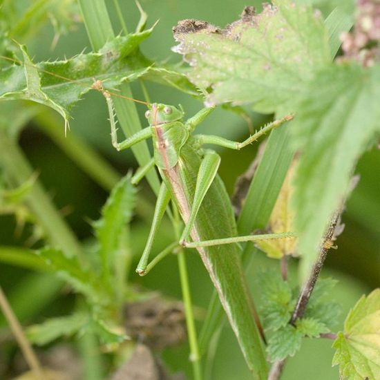 Pseudochorthippus parallelus: Tier im Habitat Wald in der NatureSpots App