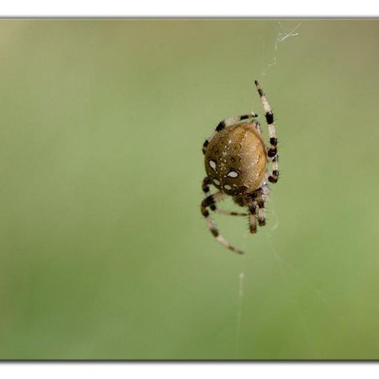 Araneus quadratus: Animal in habitat Semi-natural grassland in the NatureSpots App