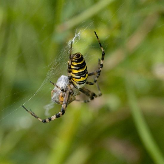 Argiope bruennichi: Animal in habitat Buffer strip in the NatureSpots App