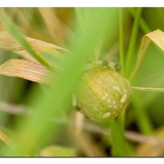 Vierfleckkreuzspinne: Tier im Habitat Halb-natürliches Grasland in der NatureSpots App