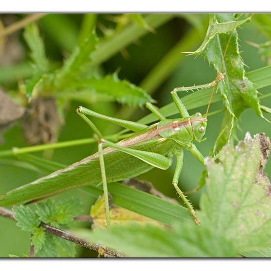 Tettigonia viridissima: Animal in habitat Natural Meadow in the NatureSpots App