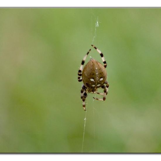 Araneus quadratus: Animal in habitat Semi-natural grassland in the NatureSpots App