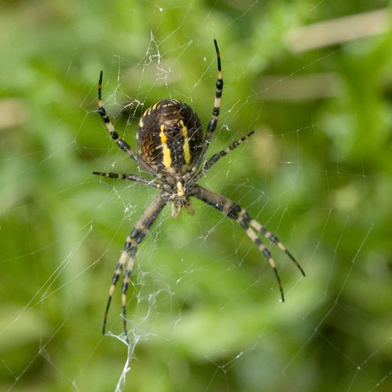 Wespenspinne: Tier im Habitat Ackerrandstreifen in der NatureSpots App