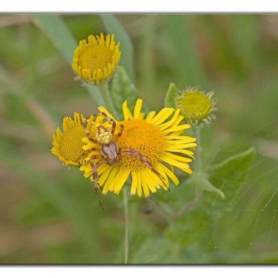 Araneus quadratus: Animal in habitat Semi-natural grassland in the NatureSpots App