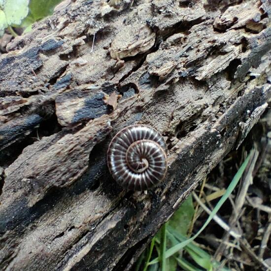 Myriapoda: Animal in habitat Garden in the NatureSpots App