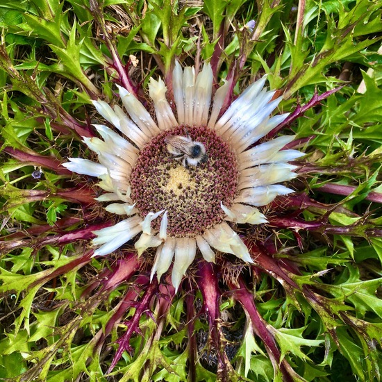 Carlina acaulis: Plant in habitat Natural Meadow in the NatureSpots App