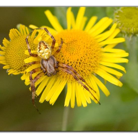 Araneus quadratus: Animal in habitat Semi-natural grassland in the NatureSpots App