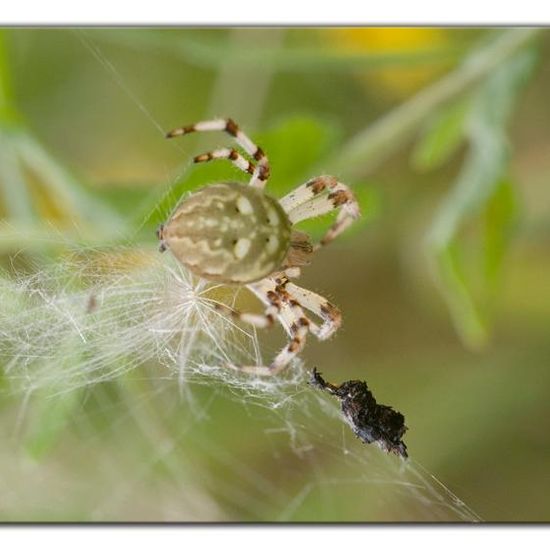 Araneus quadratus: Animal in habitat Semi-natural grassland in the NatureSpots App