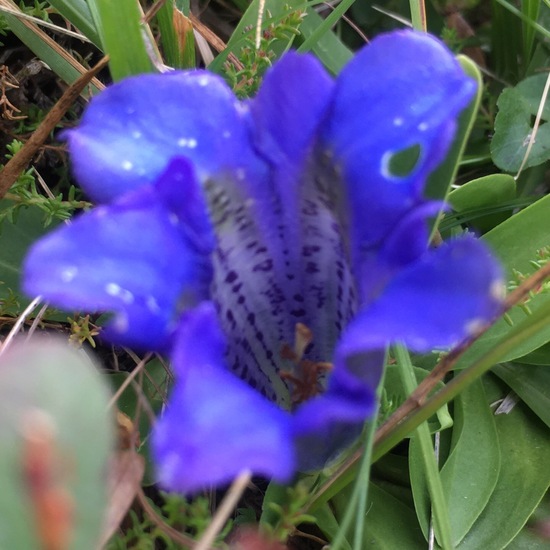 Gentiana acaulis: Plant in habitat Natural Meadow in the NatureSpots App