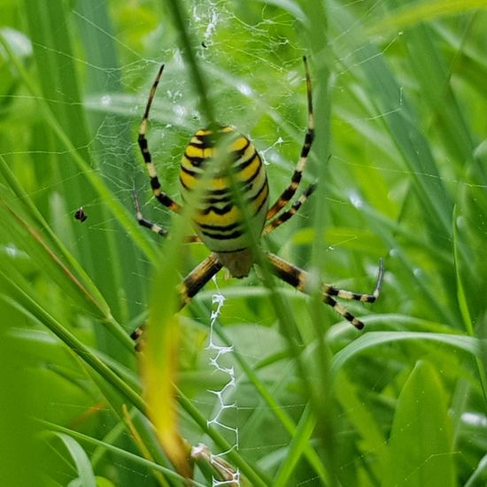 andere Art: Tier im Habitat Naturnahe Wiese in der NatureSpots App