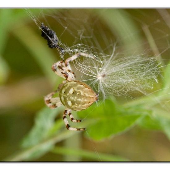 Araneus quadratus: Animal in habitat Semi-natural grassland in the NatureSpots App