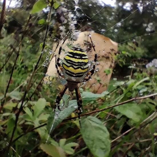 Wespenspinne: Tier im Habitat Garten in der NatureSpots App