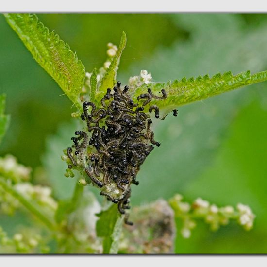 Aglais io: Tier im Habitat Naturnahe Wiese in der NatureSpots App