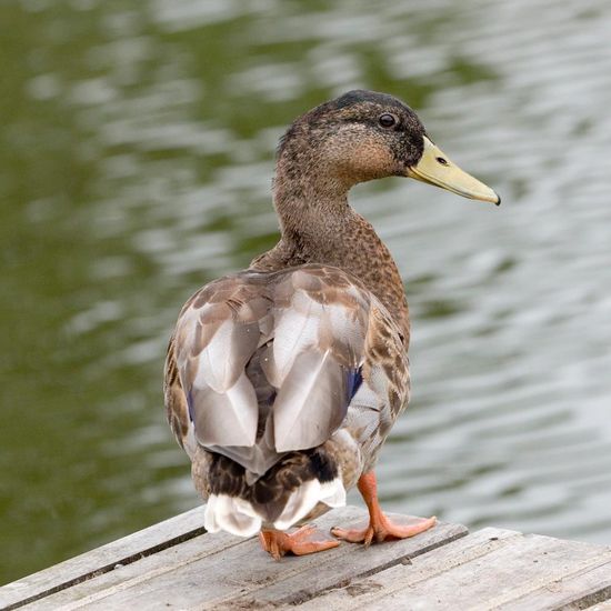 Mallard: Animal in habitat Artificial freshwater in the NatureSpots App