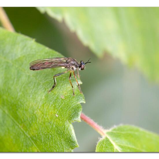 Dioctria hyalipennis: Animal in habitat Commerce or Industrial in the NatureSpots App