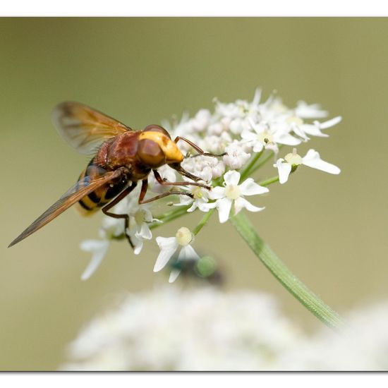 Volucella zonaria: Animal in habitat Natural Meadow in the NatureSpots App